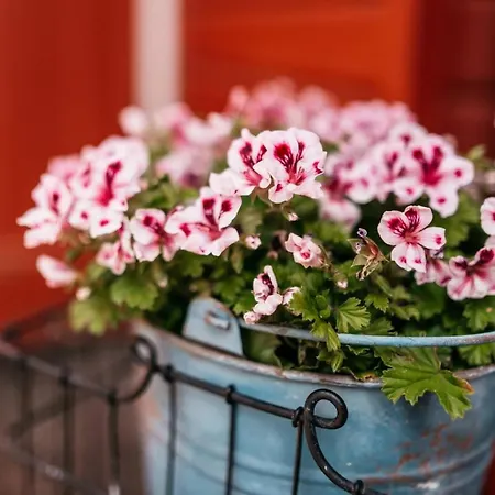 Dom wakacyjny Altes Kapitaenshaus *